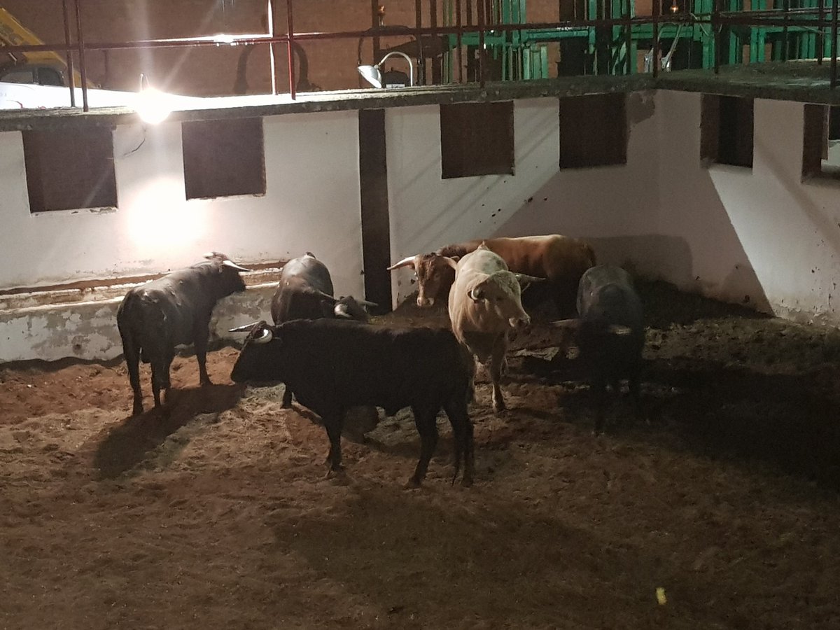 Toros de Castilla tweet media