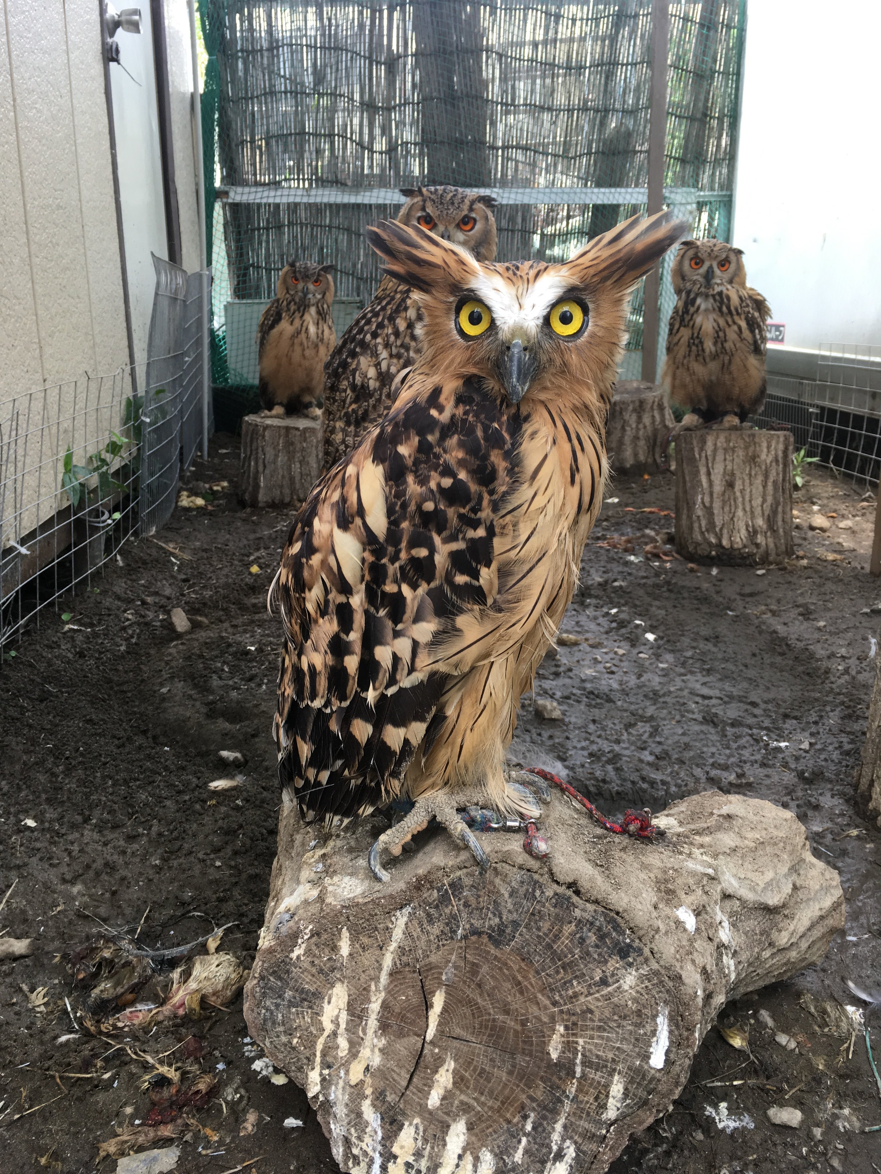 楽鳥園さんはtwitterを使っています ブログと生体販売を更新しました マレーウオミミズク ススガオメンフクロウ ベンガルワシミミズク フクロウ販売 猛禽類 ふくろう 可愛い オオタカ サバクコノハズク ナンベイヒナフクロウ スピックスコノハズク 生体