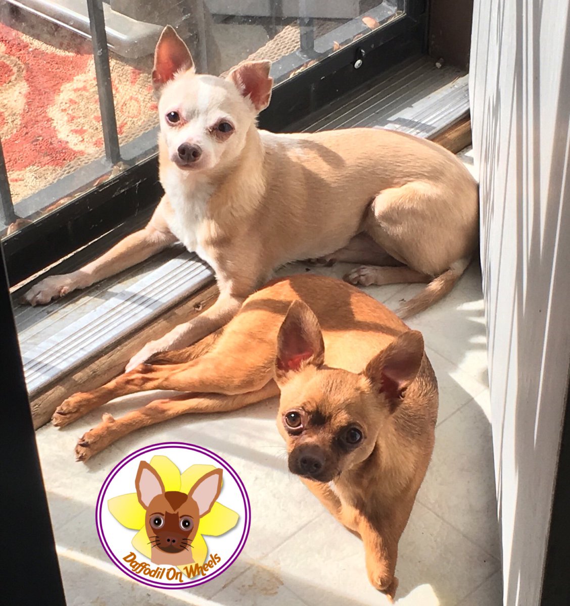 DaffodilsWheels's tweet photo. Howdy everyone! Pepin the Short and I hope you are all enjoying your summer!
Thanks to all my friends and fans for your likes and messages! ❤️
The Human’s been very busy. I’ll tell her to do a better job of sharing photos!
#DaffodilOnWheels #whatdisability #summertime https://t.co/YeTLcYNGPa
