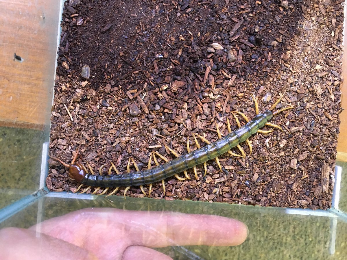 竜洋昆虫自然観察公園 りゅうこんで飼育している愛ムカデのトビズさんが脱皮しました 捕まえたときから比べると太さが断然違くなりました 約14センチ まだまだでかくなるぞ