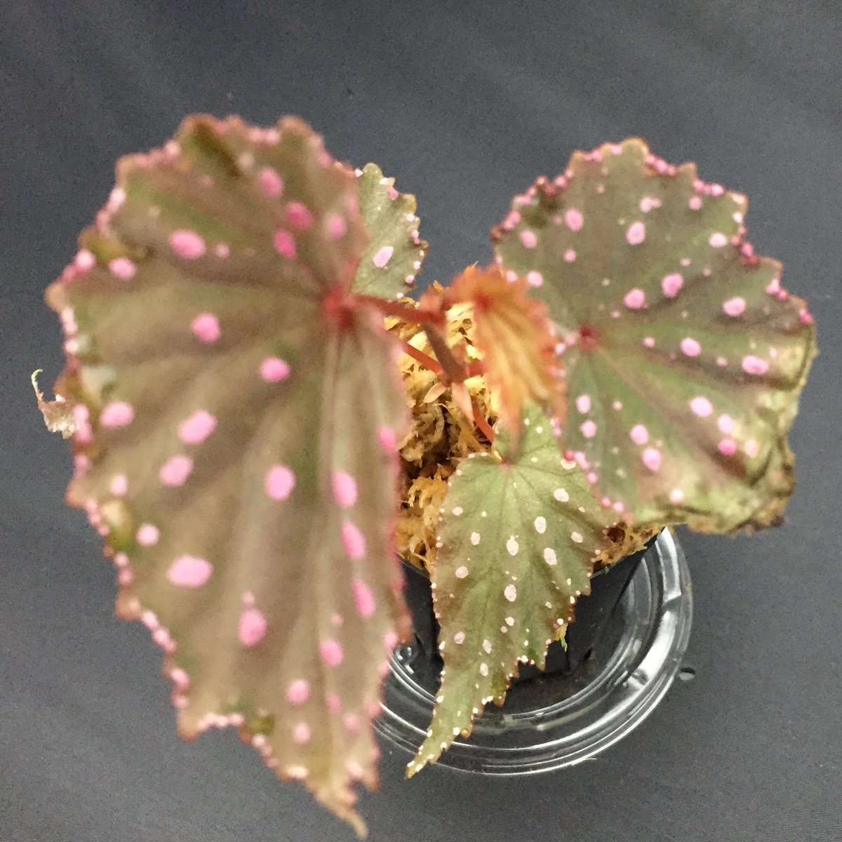 The Gaki 11 ジュエルフェスタ 愛知 A Twitter ピンクドットざ美しいベゴニア Tb Begonia Gracilicyma Sumatera Barat ベゴニア Begonia Tb便 Thegaki T Co Wtaonka28m Twitter