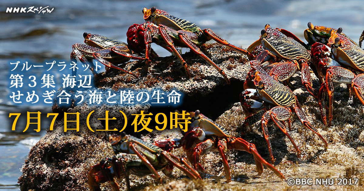 ｎｈｋスペシャル公式 食うものと食われるものが命をせめぎ合う 特殊撮影で描き出された知られざる 潮溜まり の世界 ナレーションは プラネットアース に続き 豊川悦司 さんと 仲間由紀恵 さん テーマ音楽もプラネットアース から引き続き