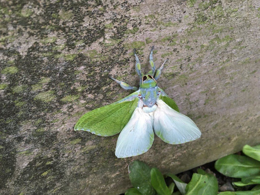 inaturalistnz's tweet photo. This puriri moth is our #ObservationOfTheWeek. It was spotted in the most unlikely of places โ on a wall in the @NewWorld Birkenhead car park. Puriri are our largest moths and have a wingspan of up to 150 millimetres. https://t.co/PF3Jxk3PmM https://t.co/sJM26AelRI