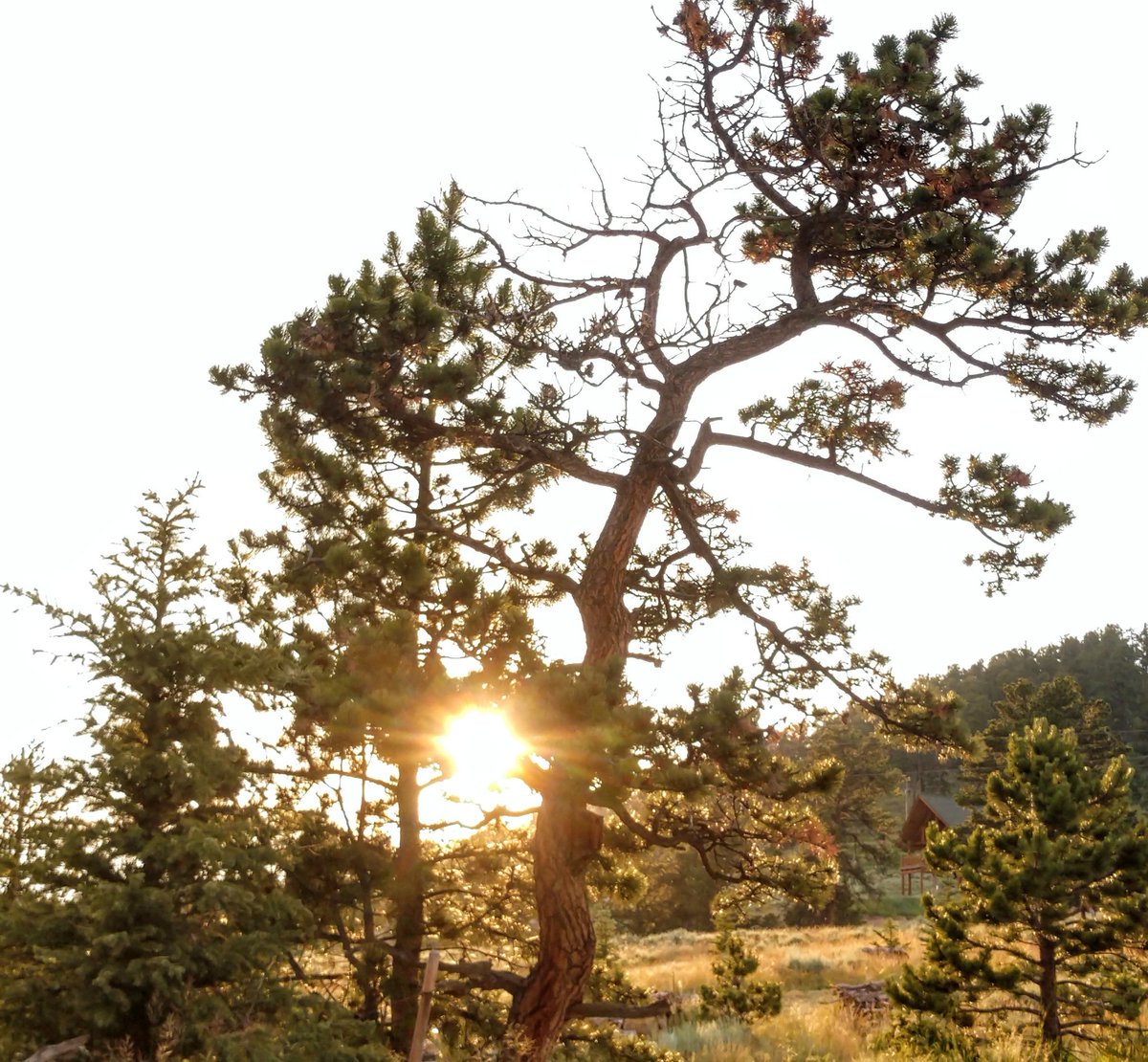 NowataHouse's tweet photo. Looking away from the lake now and then can be rewarding too...#sunsets #Colorado #redfeatherlakes https://t.co/fmy3pWmNYT