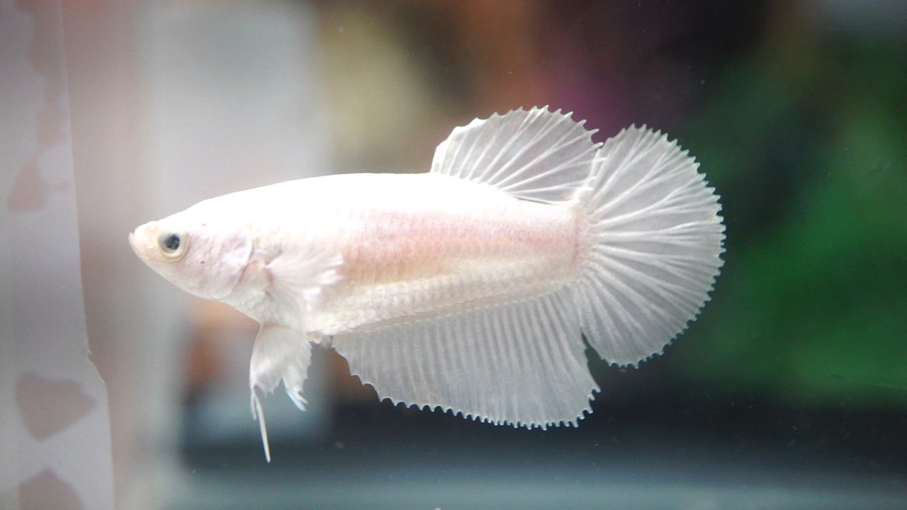 Half moon betta fish cheap female