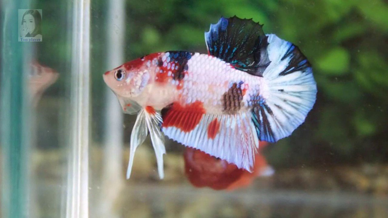 Betta Fish Sale On Twitter Do You Know Betta Fish Can Learn To
