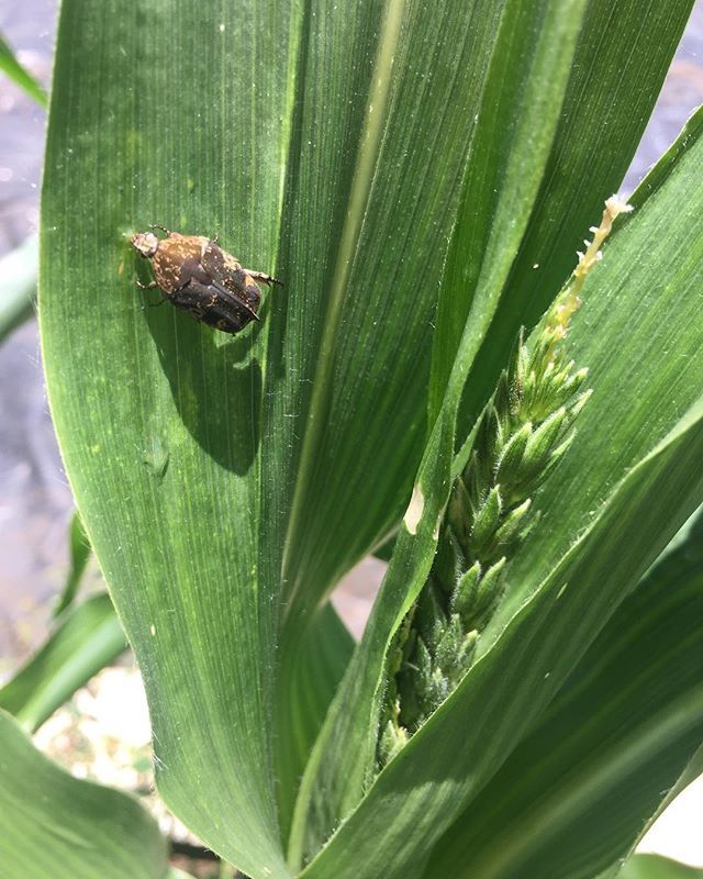 maliafarms's tweet photo. 07.06.2018
Corn tassel already forming after a month of planting the @highmowingorganicseeds My Fair Lady sweetcorn variety.
#GoFarmHawaii
#AgIncubator https://t.co/ZkqdZNaV0A https://t.co/9zplqSx5o9