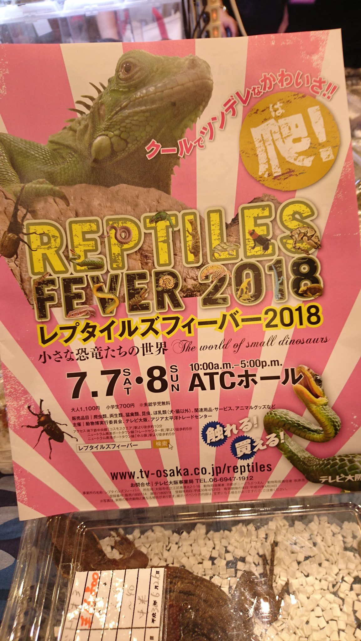 オーナーズフィッシュ レプタイルズ 始まってます 大阪南港atcレプタイルズフィーバー18 オーナーズフィッシュ レプタイルズ 始まってます 大阪南港atcレプタイルズフィーバー18