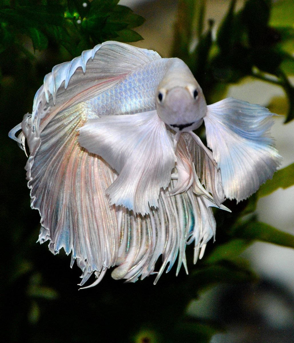 Elephant Betta Fish / Betta Fish Siamese Fighting Fish Half Breed ...