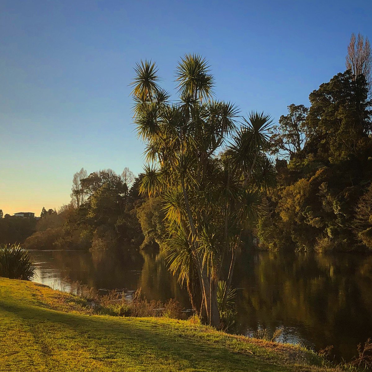 NZBatman's tweet photo. Ko Waikato Te Awa
#waikato #awa #waikatoriver #river #hamilton #tikouka #cabbagetree https://t.co/ab2VNZwKFX