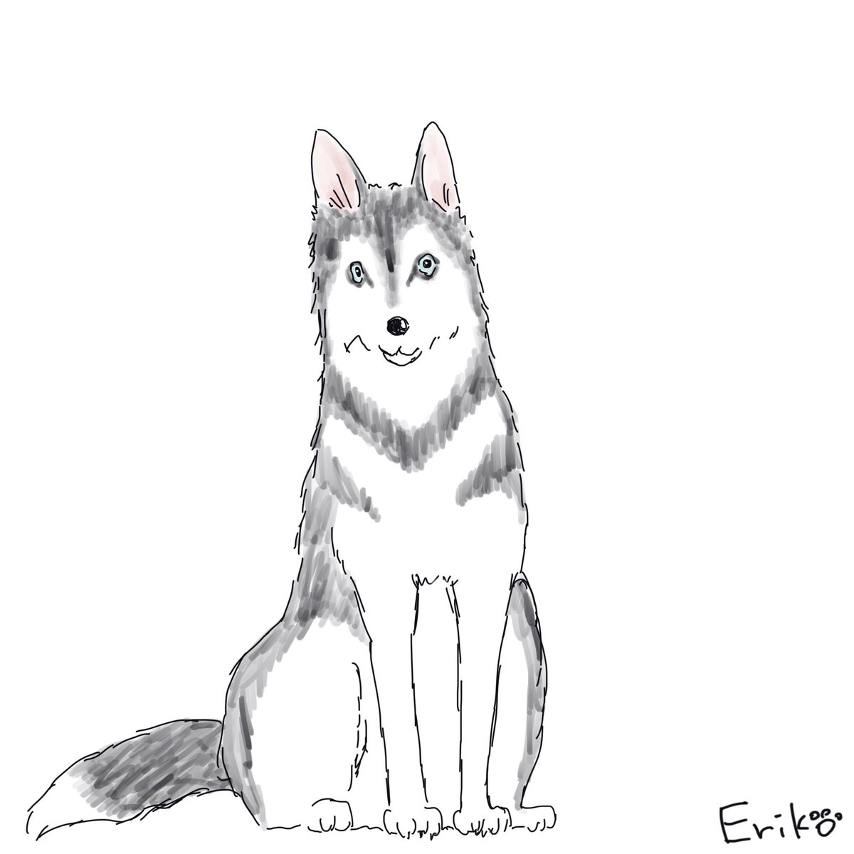 Dog Cat Sketch A Twitteren シベリアンハスキー ハスキー ちょび チョビ 動物のお医者さん いぬ 犬 イラスト 犬イラスト Siberianhusky Husky Dog Applepencil Procreate Illustration T Co Agqrbvhlrx