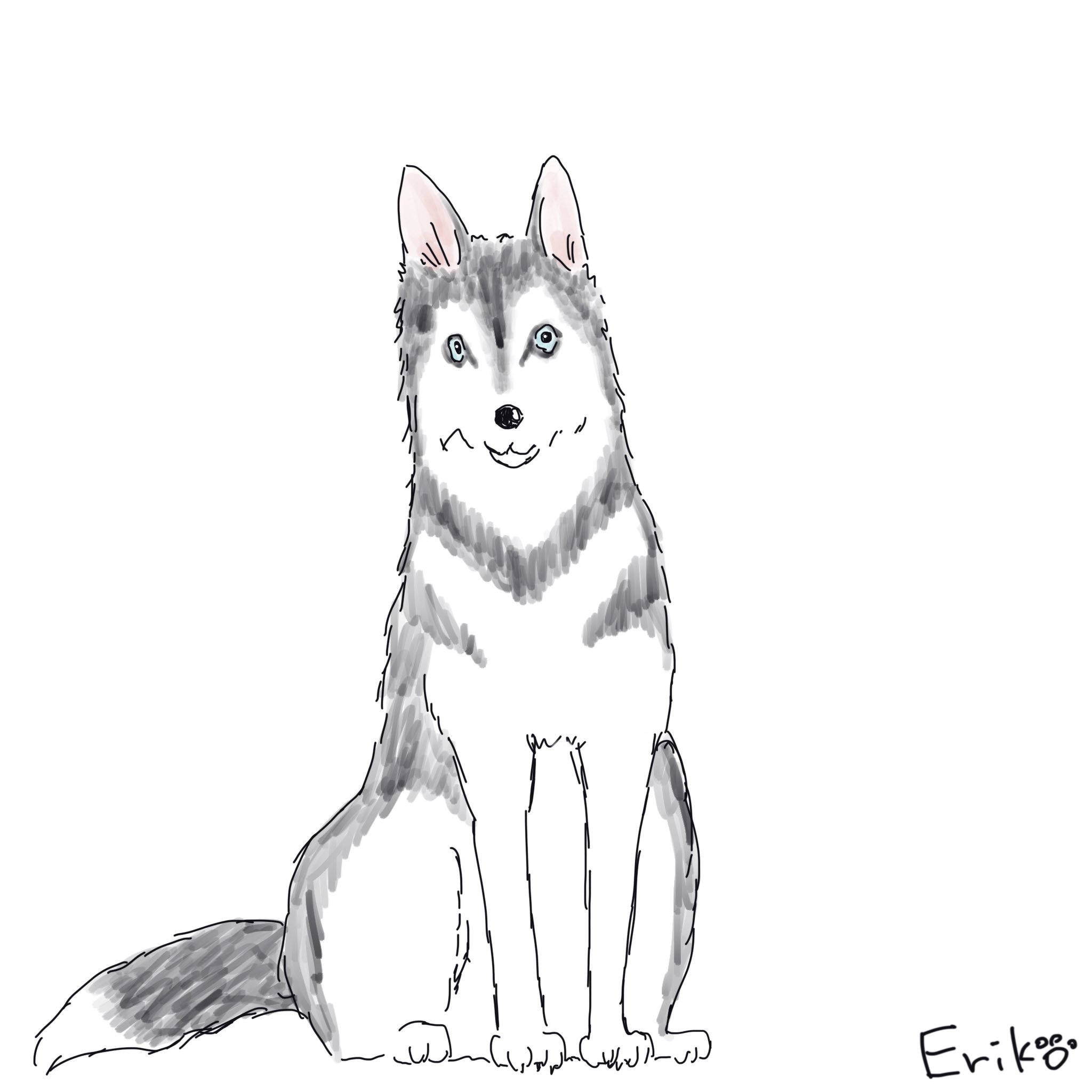 Eriko S Dog Cat Sketch Twitter पर シベリアンハスキー ハスキー ちょび チョビ 動物のお医者さん いぬ 犬 イラスト 犬イラスト Siberianhusky Husky Dog Applepencil Procreate Illustration T Co F1qmksnqze Twitter