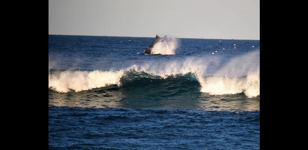 MichelleTrute's tweet photo. @RoddyRiddle Yeah Roddy but we have these out my back deck in Australia. Gorgeous whales https://t.co/7vjRwhOUJn