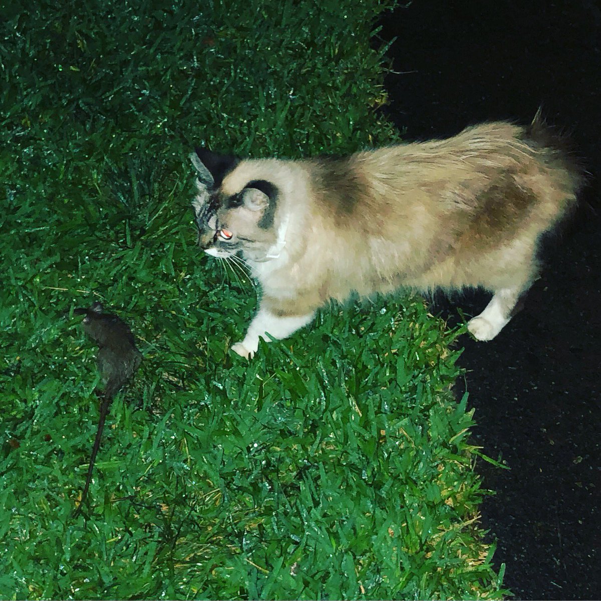 arielhoney07's tweet photo. Tupac found a new friend then killed him. 🙄 #tupacsakilla #catvsrat https://t.co/7iw4Z9frYQ