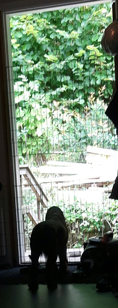 Treememories's tweet image. When the other kids are out playing and you're not allowed for mum to join them.
#Sad #FieldSpaniel at my mum's.