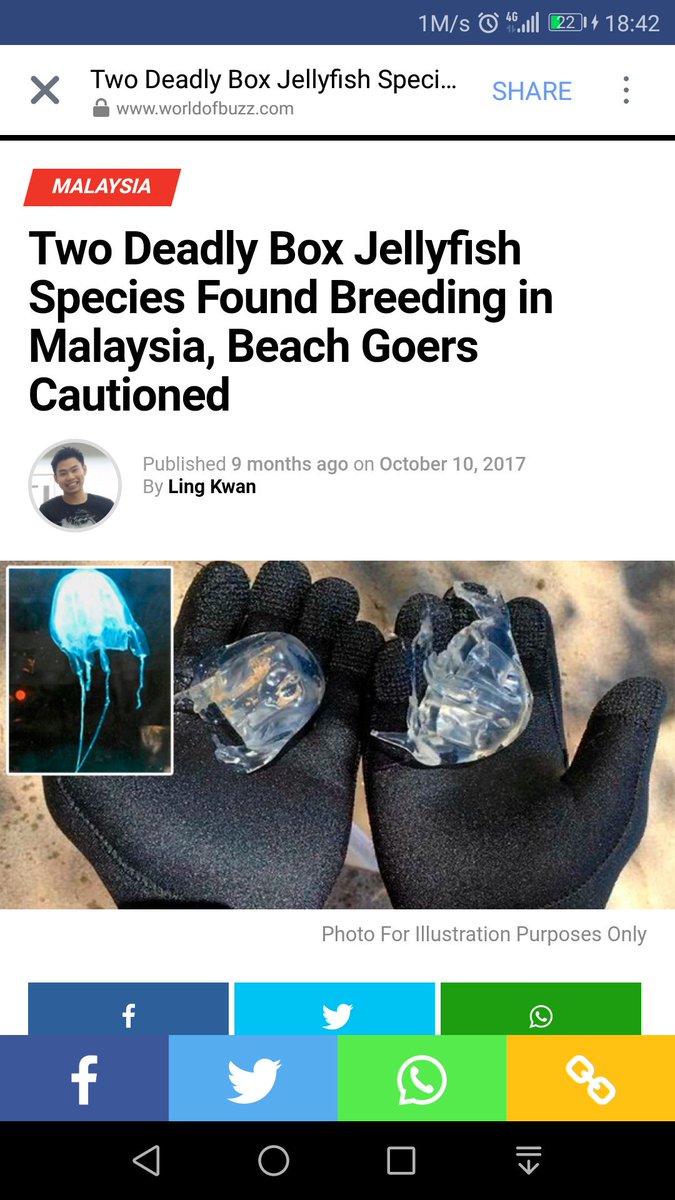 akmysf's tweet photo. ada terbaca artikel marine biologist jumpa Box Jellyfish kat pantai Malaysia tahun lepas. hati hati mandi laut tu. https://t.co/TTw0SW65ZJ