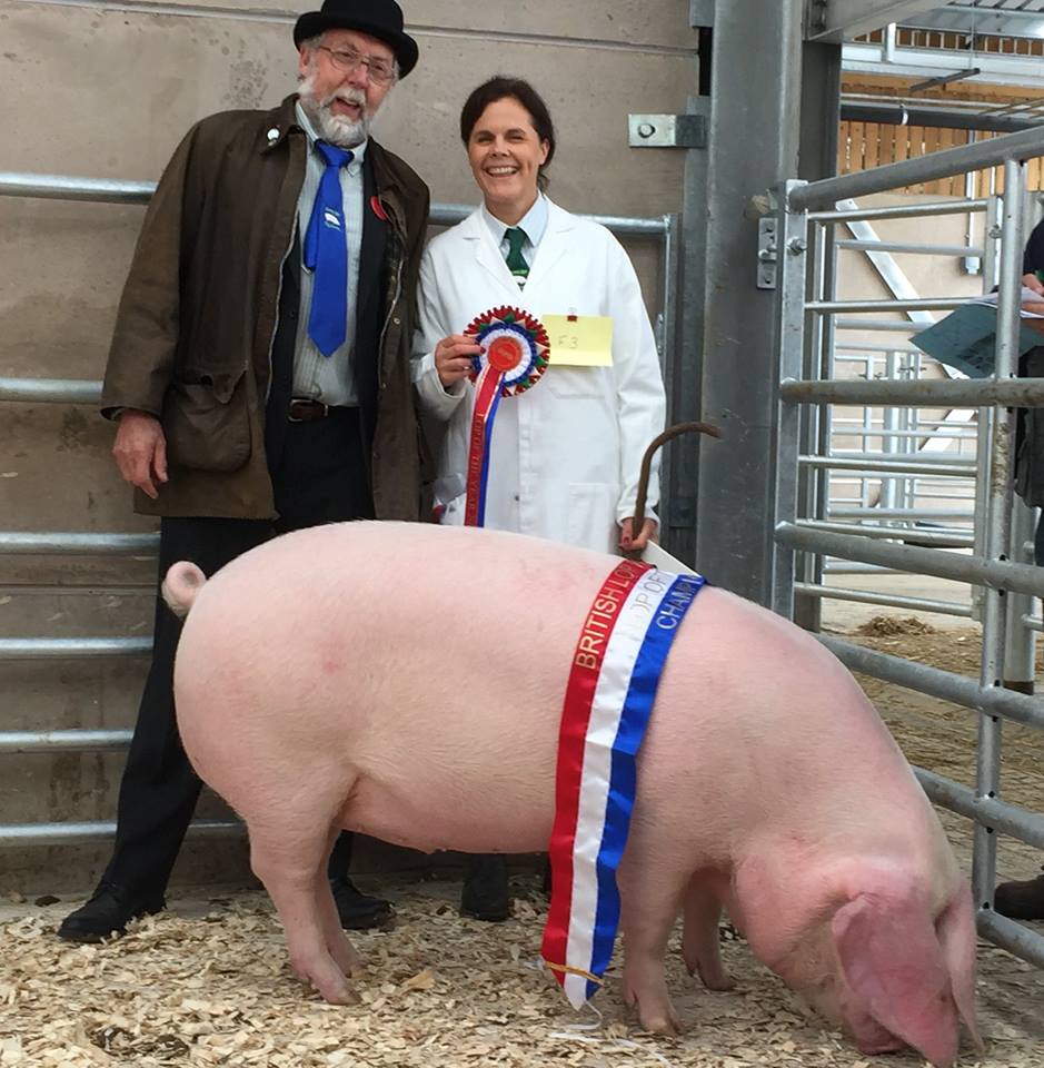 British Lop Pig tweet media