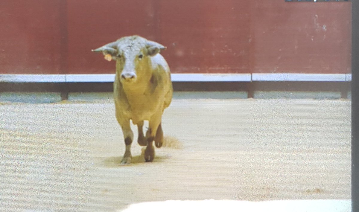 Toros de Castilla tweet media