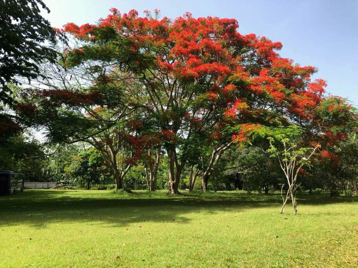 juanhubieredr's tweet photo. ¡Bellezas de #Comatillo #Bayaguana #MontePlata no tiene precio tanta belleza! Buenos días https://t.co/l2J6RpYNGm