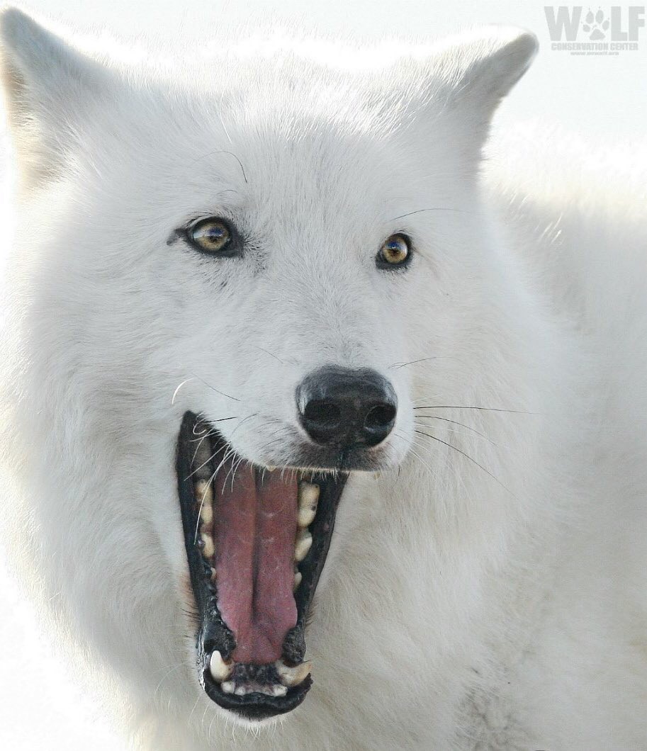 nywolforg's tweet image. Good morning!