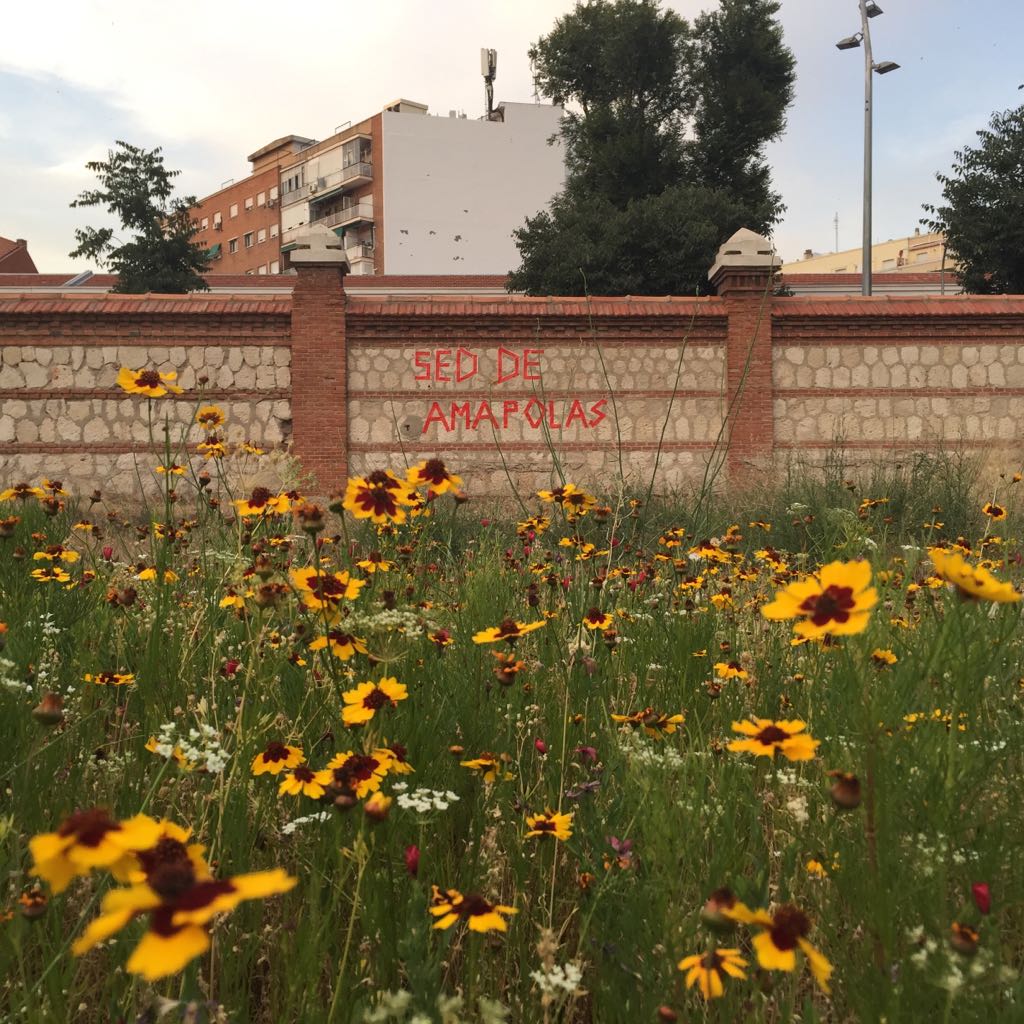 REHD_Mad's tweet photo. All and all itś just  another amapola in the wall. #elsolar @intermediae @mataderomadrid . Don't let the amapolas solitas https://t.co/rsNrlhEr5W