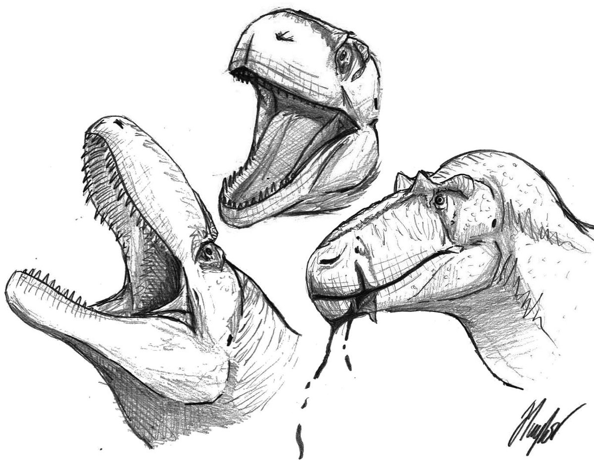 JedTaylorArtist's tweet image. Some of the many #theropod faces I sketched in the night.