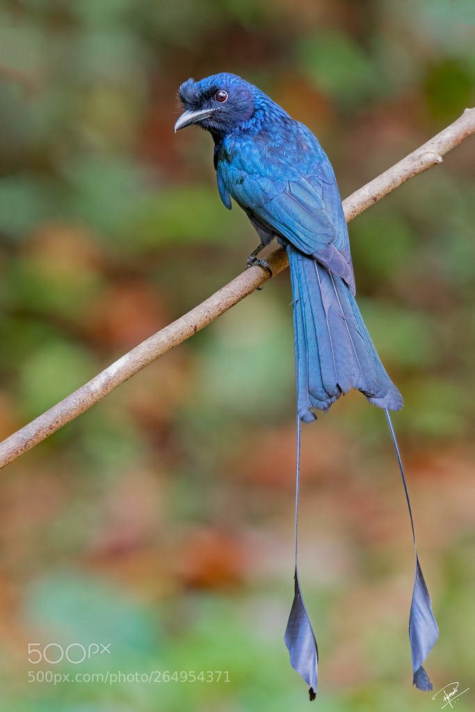 Popular on 500px : RacketTailedDrongo by send2prashant_mali