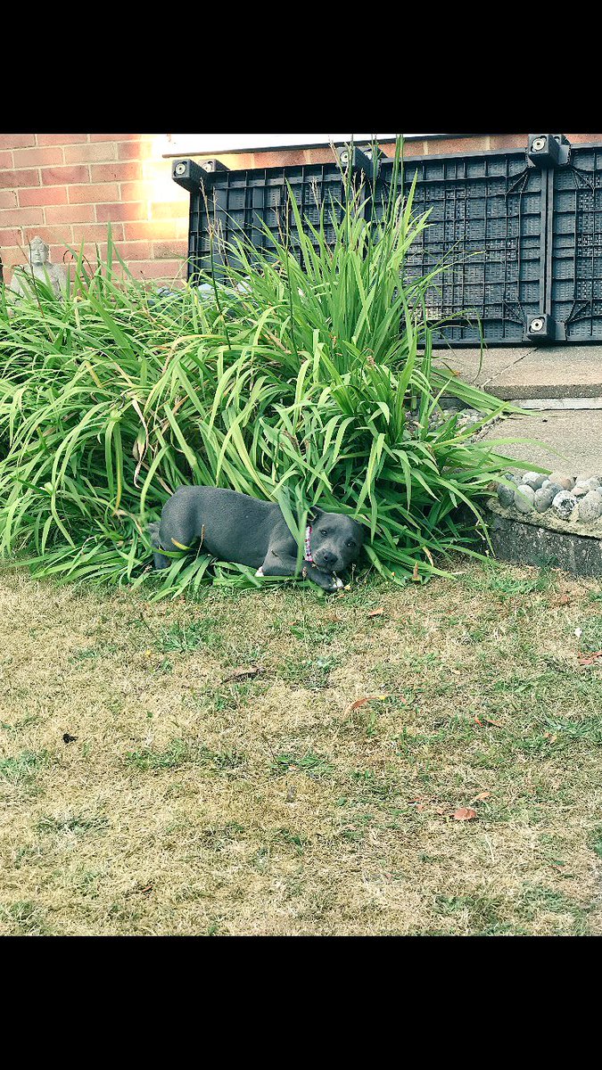 Danielle_Wood89's tweet photo. So this just happened....#LOLA #itsadoglife #blue #staffie #loveher #puppiesofinstagram #puppylove https://t.co/A8ulqvzFId