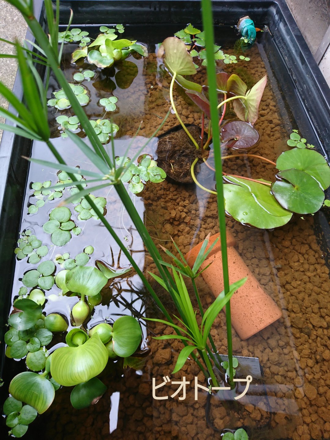 繭 まゆ 黒メダカが お外デビューしました 稚魚は室内ですくすく育ってます メダカ メダカビオトープ 水草 メダカ稚魚 マツモ ビオトープ 黒メダカ 白メダカ 紅白ラメメダカ アマゾンフロッグビット T Co 79inzzntak Twitter