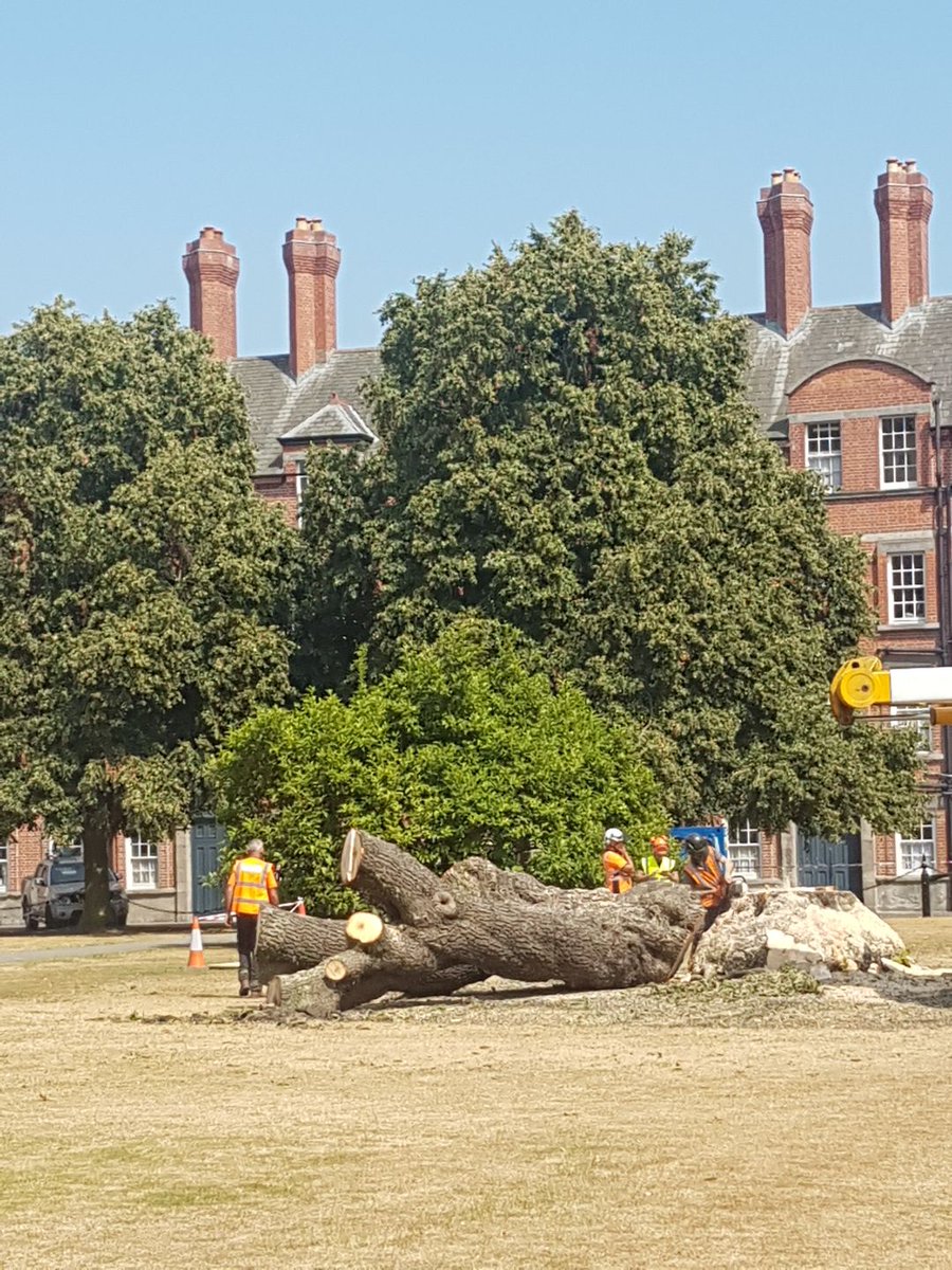 tcddublin's tweet photo. 168+ years gone in one day - the Oregon Maples will be missed #TrinityTrees https://t.co/gY8R8i5OFE
