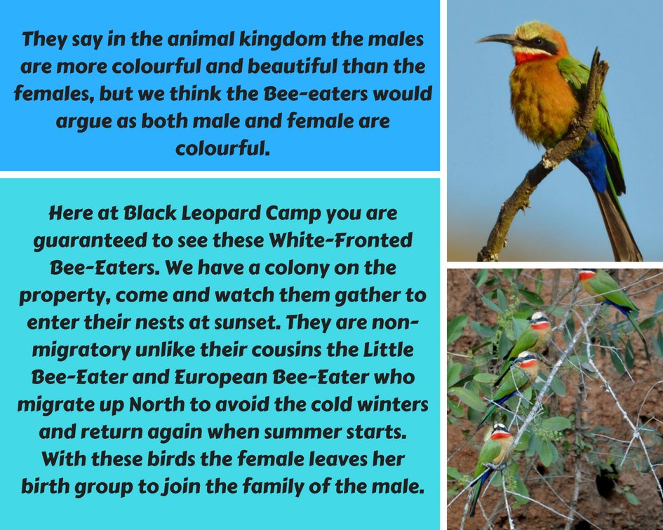 They say in the animal kingdom the males are more colourful and beautiful than the females, but we think the Bee-eaters would argue as both male and female are colourful.