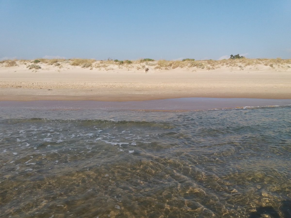 MRElectrique's tweet image. Només jo.
I algun corriolet. 🐥
#Mareny