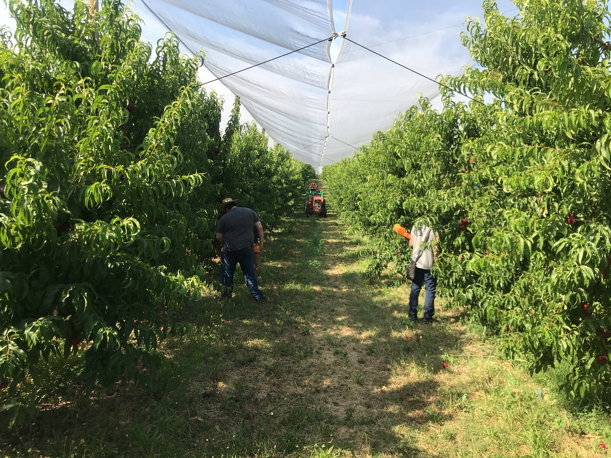 AjAlcarras's tweet photo. #AlcarràsenFruit vol posar en valor la #fruita el #collir el #pagès i difondre aquesta tasca arreu, també com atractiu #turisme @FruitsdePonent https://t.co/dXNndTct7S