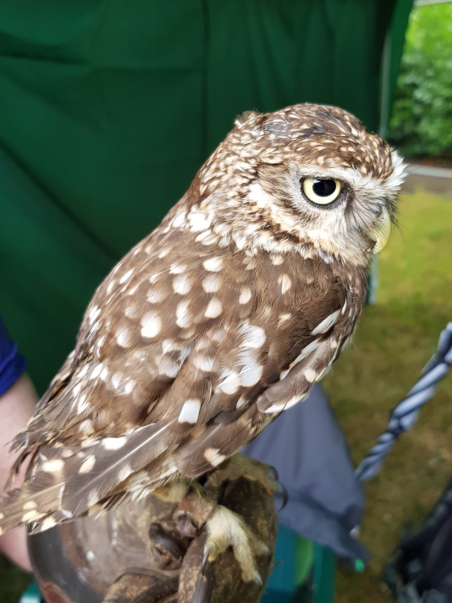 We’re looking forward to being at the #StokeHill #CommunityAssociation 40th Anniversary #BirthdayParty later...
We’ll be there with little owl! 🦉 

#Exeter 

facebook.com/76977183312773…