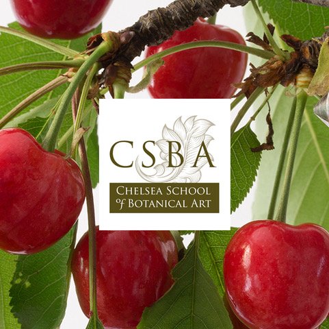 paintwithCSBA's tweet photo. Paint cherries with us at the RHS London Plant &amp; Art Fair - https://t.co/ewLiPzDnxS #RHSLondon #botanicalart #botanicalillustration #botanicalwatercolour https://t.co/gkCfxQNvLc