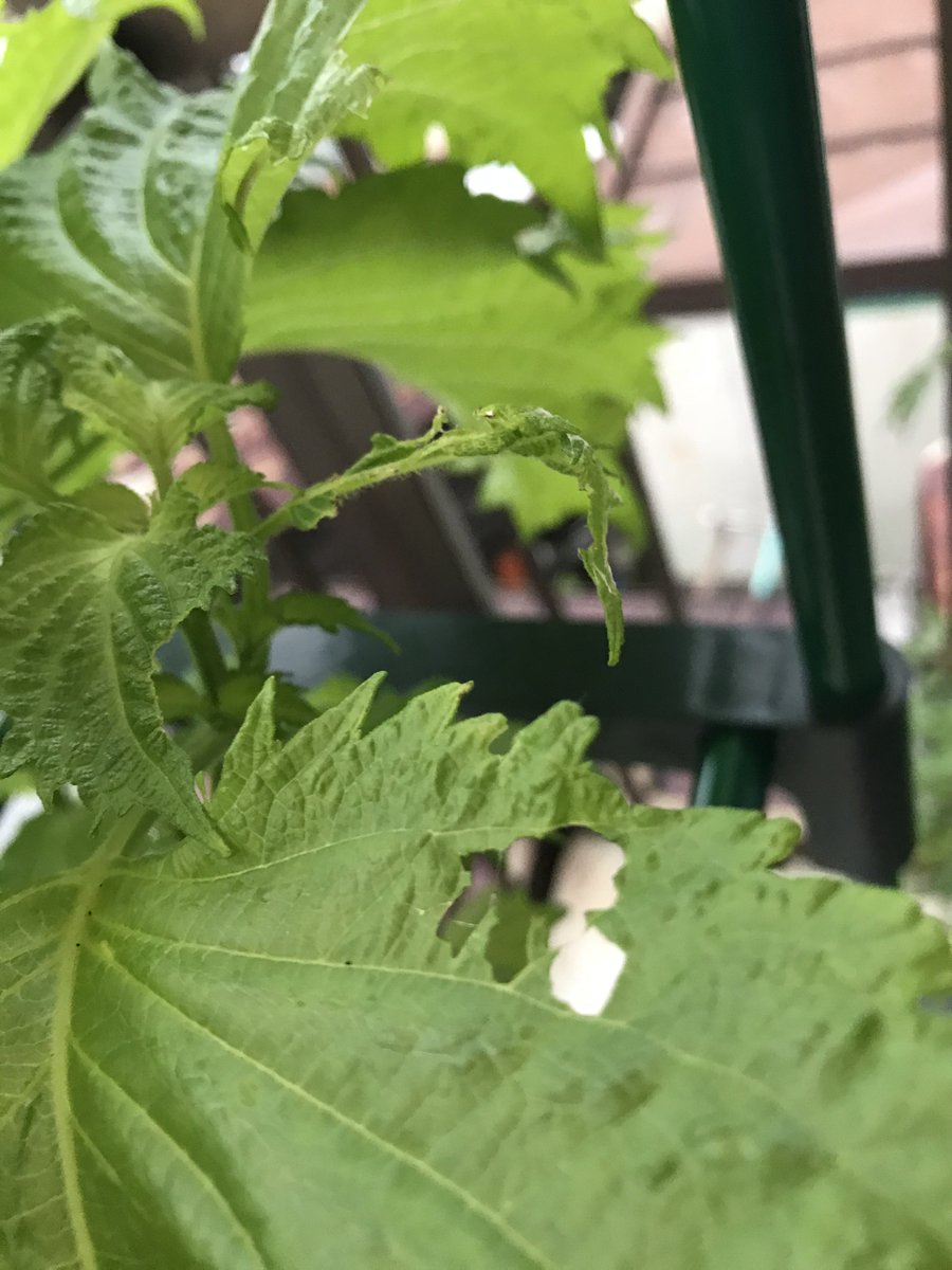 くらわんp その後 7 9に大きい葉をかき取りして さらに今日も大きい葉をかき取り 上の大きい葉がなくなって下の葉が見えてきた
