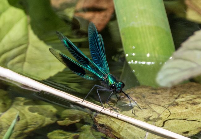 Friday pm, Woodhall Dean, near Spott. Banded Demoiselle damselfly. Thanks @davids_999 for  guidance