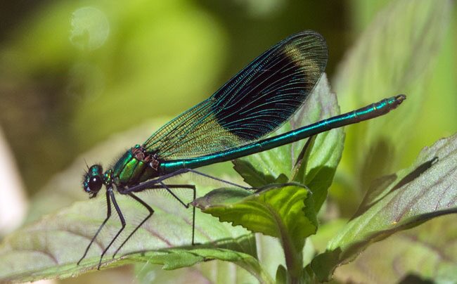 Jimtheteach's tweet photo. Friday pm, Woodhall Dean, near Spott. Banded Demoiselle damselfly. Thanks @davids_999 for  guidance https://t.co/g4flgY9GEr
