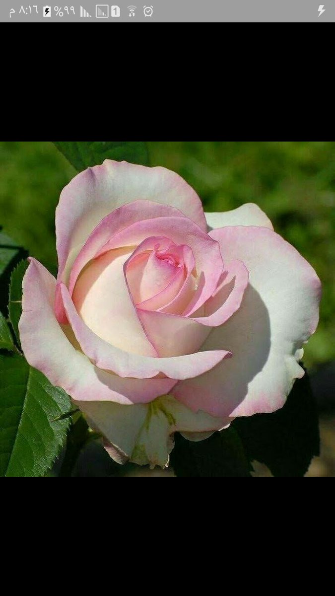 ((آداب وأخلاق))❤️

إذا كثر الطعام فحذروني .. فإن القلب يفسده الطعام
إذا كثر المنام فنبّهوني .. فإن العمر ينقصه المنام
إذا كثر الكلام فسكتوني .. فإن الدين يهدمه الكلام
إذا كثر المشيب فحركوني .. فإن الشيب يتبعه الحمام