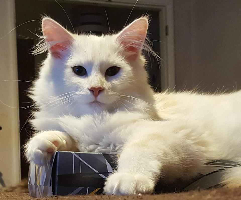 CatsMissing's tweet photo. HELP #FindFloki #LostCat Vanished from home Thursday 8/3/18 The Pastures/Longacres/Hunts Pond Road/Park Gate area #Fareham #Hampshire Very fluffy White+ginger streaks on back & side Wearing light blue collar Neutered Chipped #ScanMe #MissingCatsUK FB▶https://t.co/JKbXca1fmS https://t.co/0SdRXG2WQQ