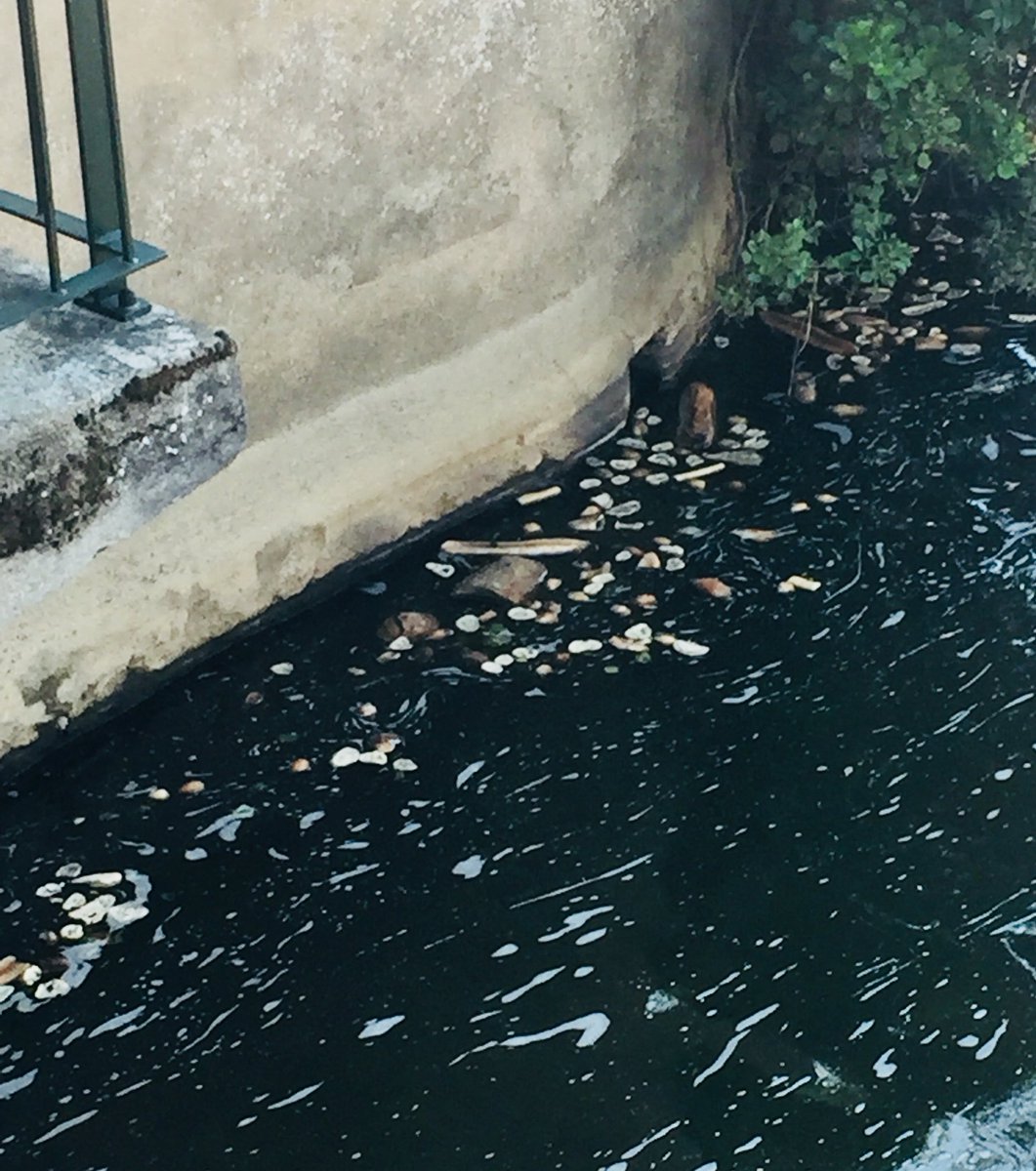 J’avoue être surpris par ce que j’ai vu ce matin du pont de la ville de #Clisson en ouvrant la galerie. Je mets ça sur le compte de l’ignorance de qqn qui pense nourrir les canards.
#Ecologie