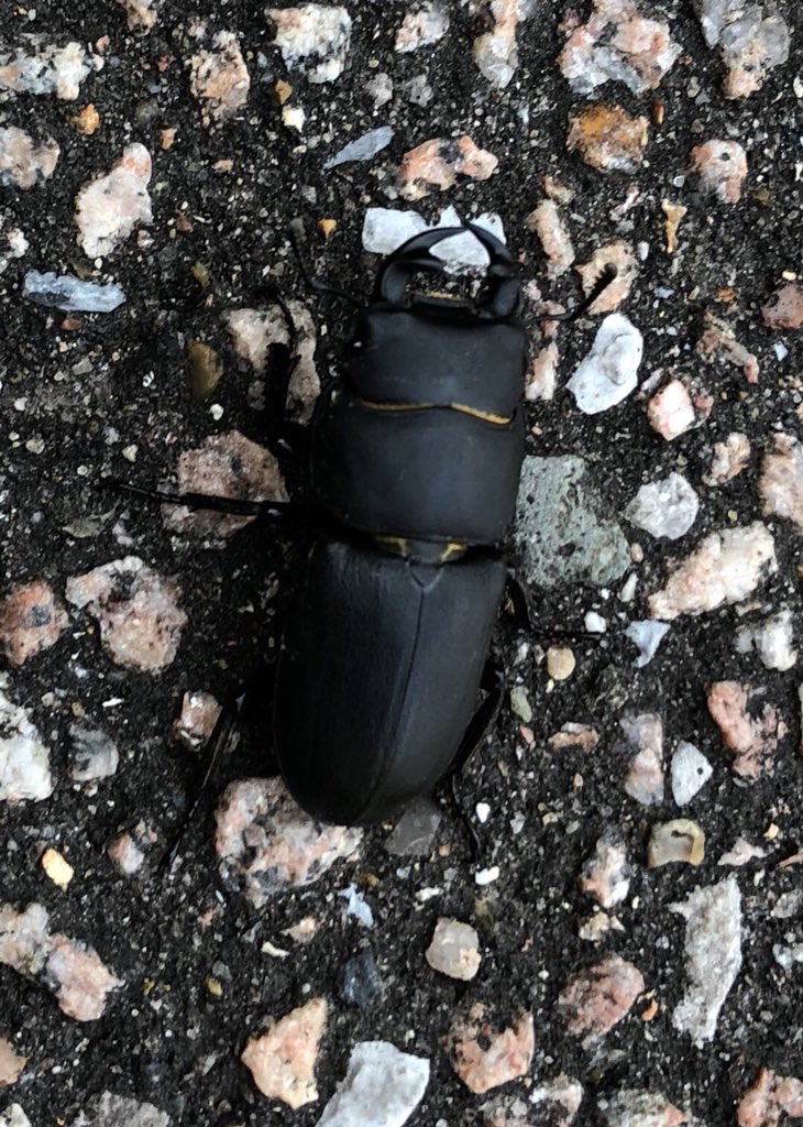 mousejedi's tweet photo. @wildlife_uk @BBCSpringwatch lucky enough to see a Stag Beetle and Grass Snake (possibly?) this morning https://t.co/0PzR8izMul