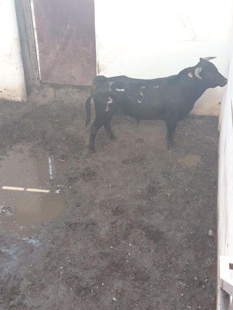 Toros de Castilla tweet media