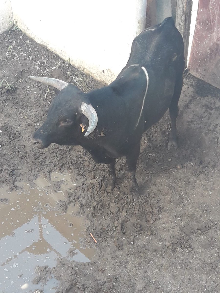 Toros de Castilla tweet media