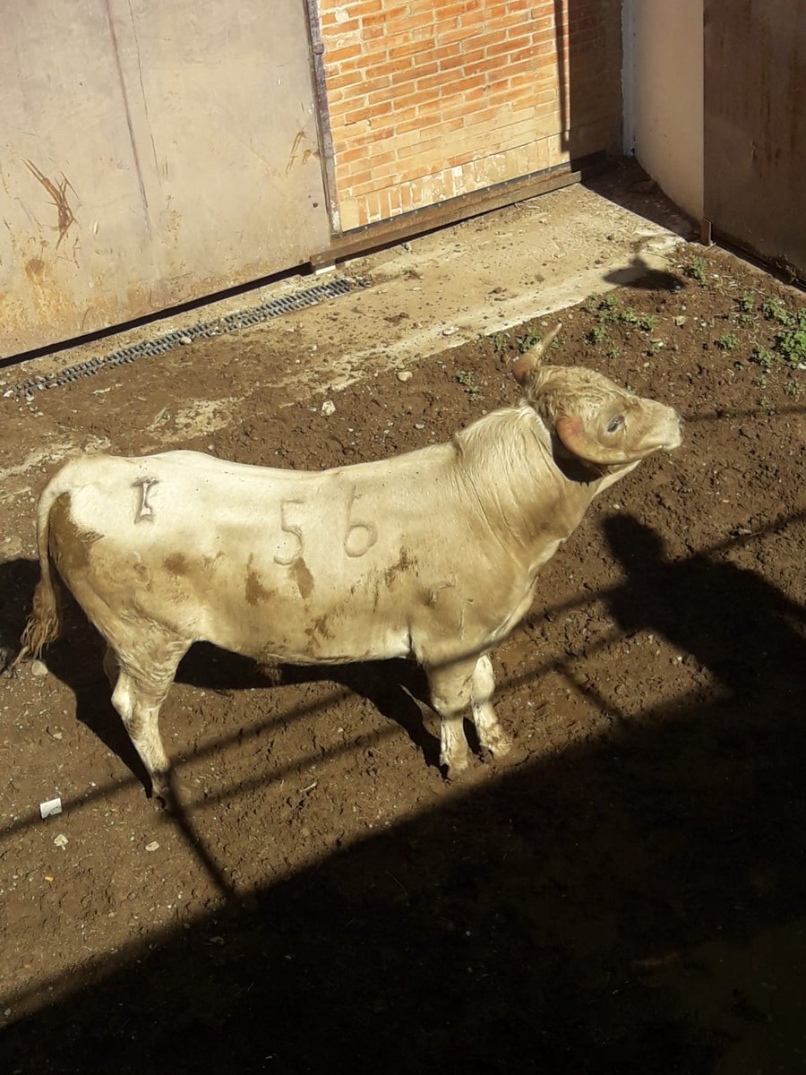 Toros de Castilla tweet media