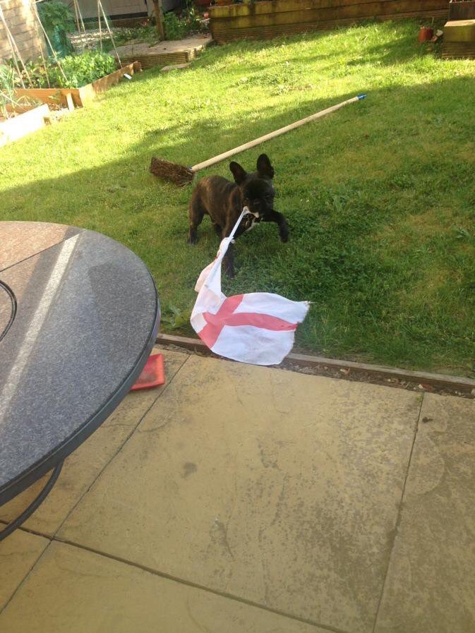 PipthePupp's tweet photo. Ready for the football! #ItsComingHome #ENGSWE https://t.co/mmpNAlR6wc