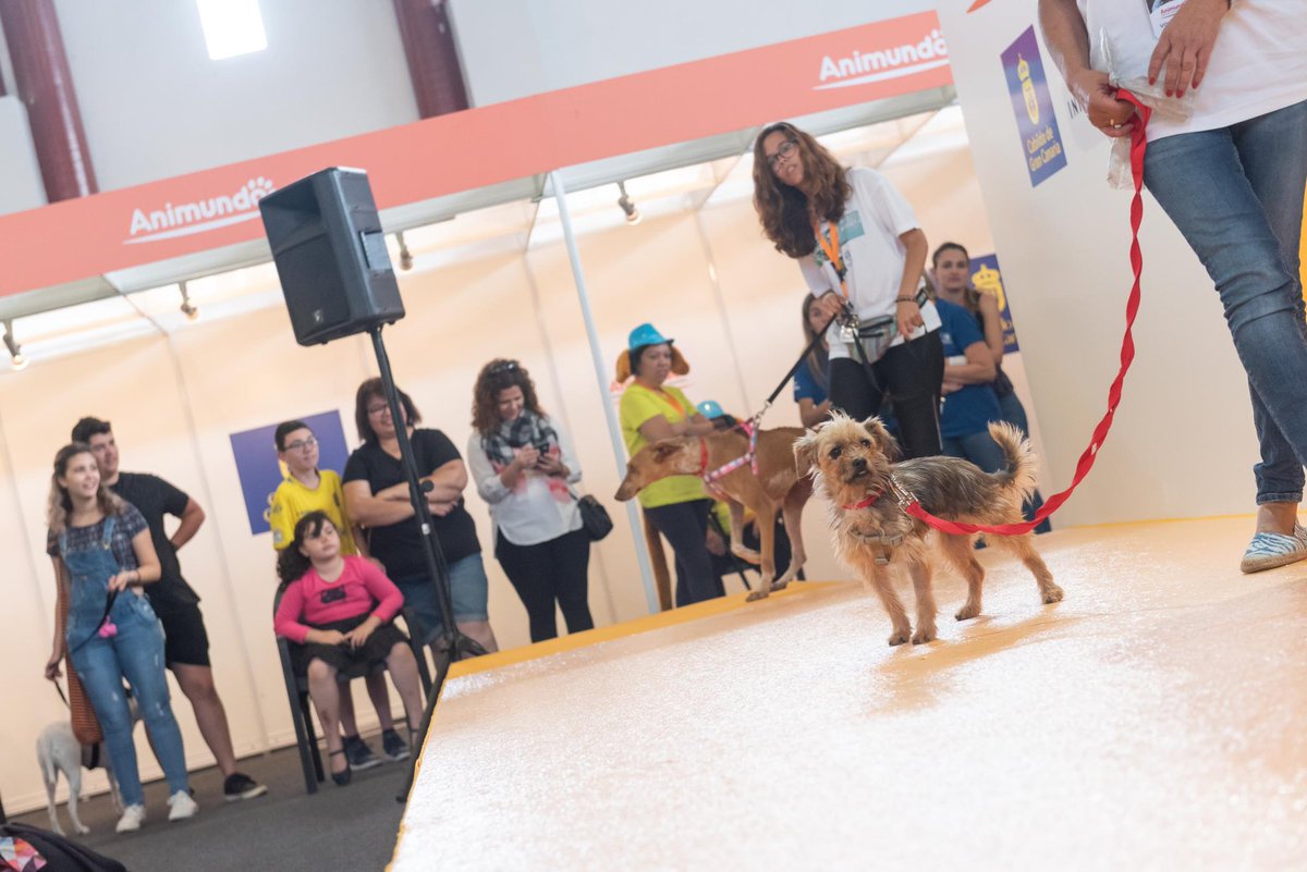 GranCanariaCab's tweet image. Las pasarelas de adopción en #Animundo se realizan tres veces al día, a las 11.30, a las 13 y a las 17 horas.