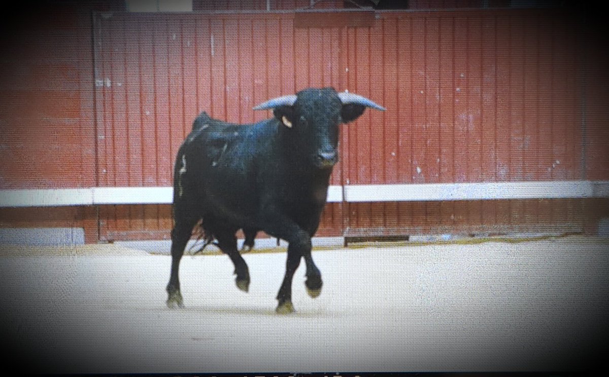 Toros de Castilla tweet media