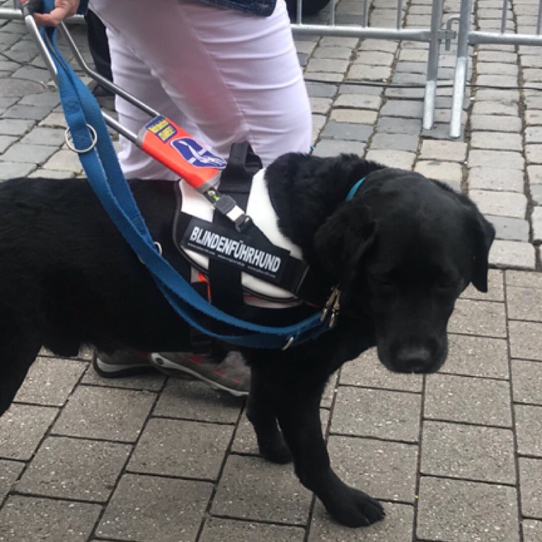 shirindogtales's tweet image. Guide dog undergoing training in Nuremberg.  
#guidedog #seeingeyedog #guidedogtraining