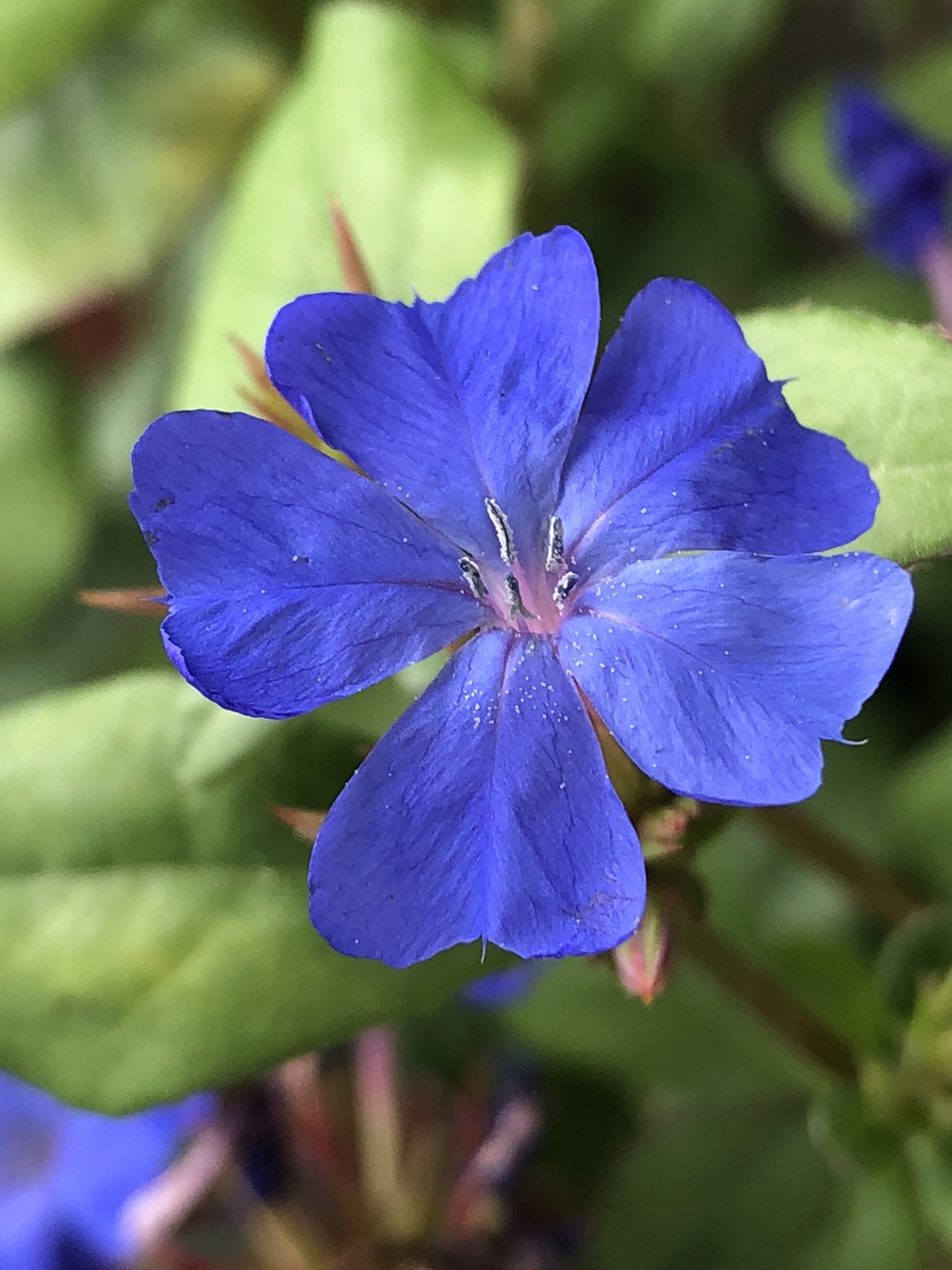 花丸花子 七夕の今夜 もしも織姫と彦星が会えなかったとしても悲しみの涙を流さないで欲しい きっとその涙がたくさんの雨になって落ちてきてしまうから 庭の花 岩ルリソウ ガーデニング 花 花好きな人と繋がりたい スマホ越しの私の世界 今日の